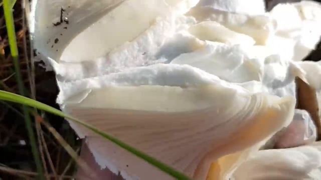 Поход за ядовитыми грибами/Что сегодня вяжут/provenceallochka