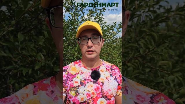 Как избавиться от ржавчины на плодовых  #советысадоводам #ржавчина