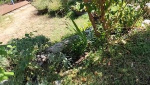 Пятиминутный ливень в Провансе/ Быстрый ЧИЗКЕЙК с инжиром