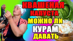 МОЖНО ЛИ курам давать КВАШЕНУЮ КАПУСТУ.