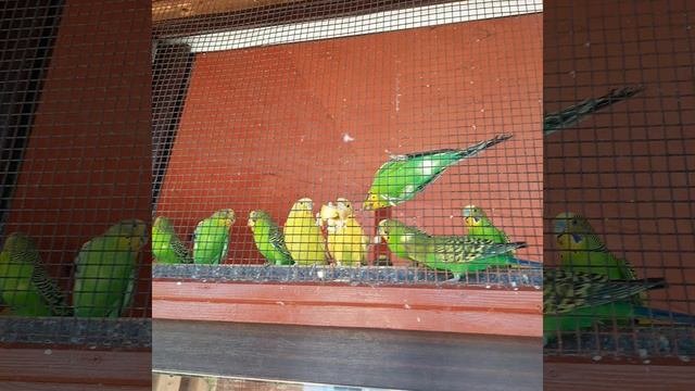кпр