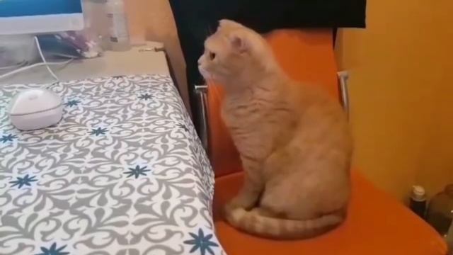 Самый любопытный КОТ на свете/Французский язык его просто поразил