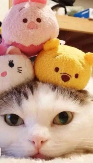 духи