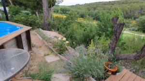 Жасминовое МОРЕ  КРЫША из ЖАСМИНа и весь мой прекрасный сад, и даже огород/Большой обзор