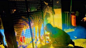 Мы ОТЧАЯЛИСЬ,но Олег Зубков сказал что не уедет пока не ПОМОЖЕТ ЗЕБРЕ!Пол ночи на коленях под дождем