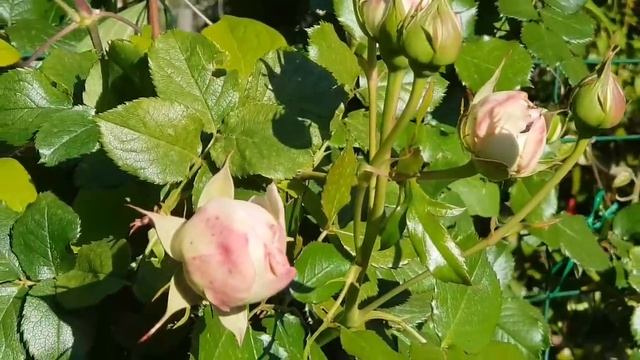 франция/Мои РОЗЫ… Мои ЦВЕТЫ… Всё МОЁ… И МОРЕ ПОЗИТИВа
