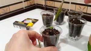 Укореняем черенки ГИБИСКУСА тремя способами. Часть 1