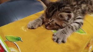 Спокойной ночи, малыши.