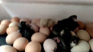 Video 2019-05-30 at 11.02.24