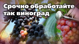 Осенние обработки винограда для успешной зимовки