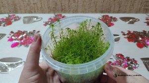 Пробное выращивани мха сфагнума🌱