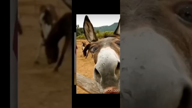 чебупели