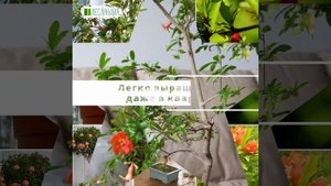 Гранат комнатный Гранада, Семена