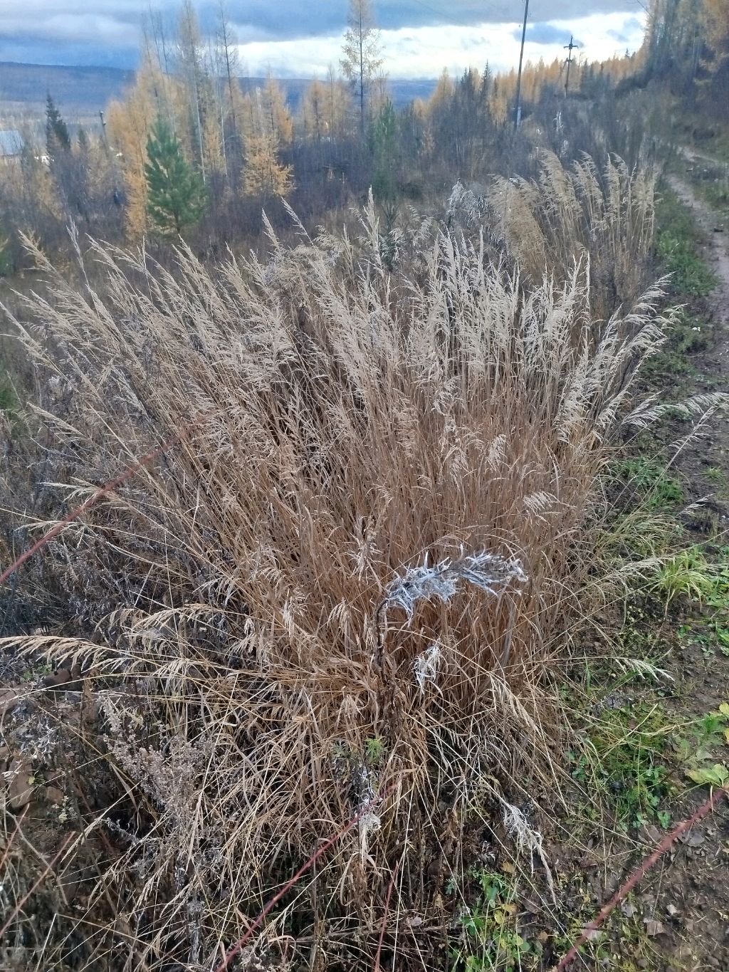 Автономов