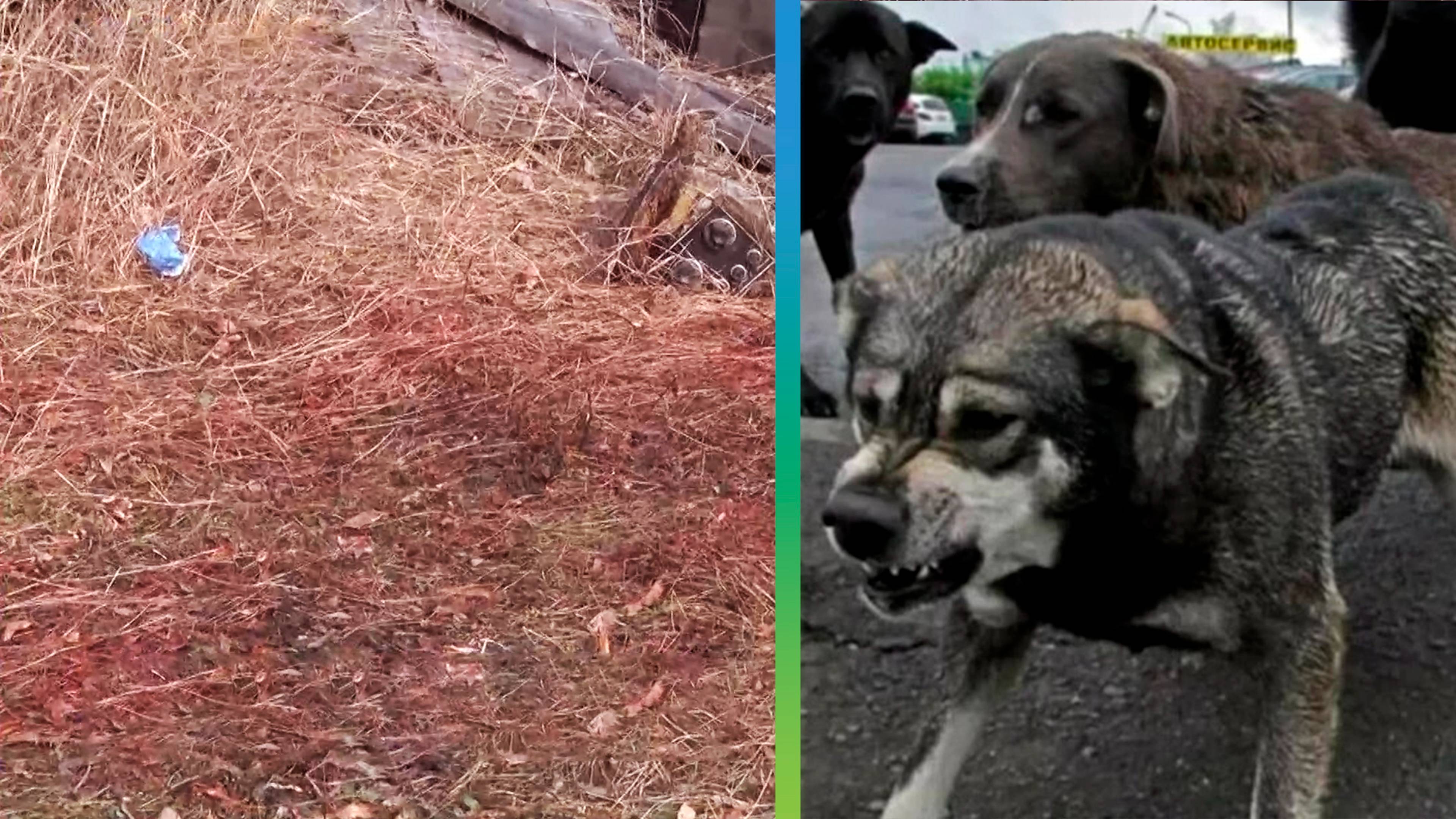 Стая собак насмерть загрызли девочку в Якутии смотреть онлайн