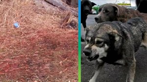 Стая собак насмерть загрызли девочку в Якутии