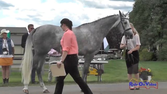400J2 Haley Abbett on Furie Novice 3-Day FEI Jog 2 The Event at Rebecca Farm July 2015 смотреть онлайн