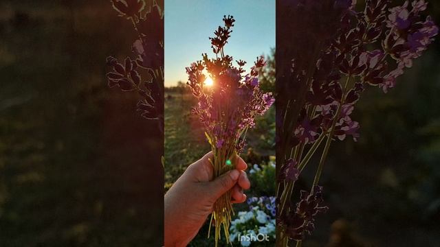 Лето. Деревня. Красота.