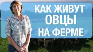 Овцеводство в России в 2024 году | Документальный фильм