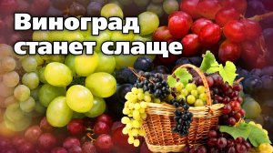 Способы ускорения созревания винограда