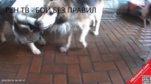 бои без правил