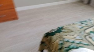 школа басиков