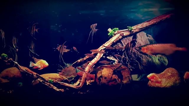 Аквариум с альтумами и Арованой от Nguyễn Thành Lê смотреть онлайн