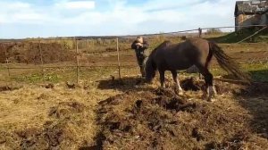 Жеребец производитель