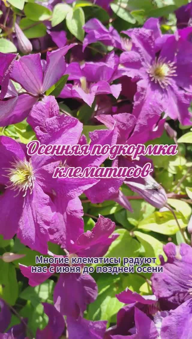 Клематисы: осенняя подкормка клематисов #shorts #клематисы