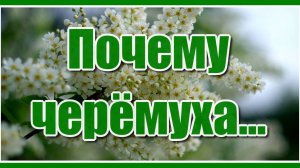 Почему черёмуха... "У ручья прощались мы, ты платочек комкала, я смотрел на звёздочки..."