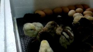 Video 2019-05-31 at 07.54.22