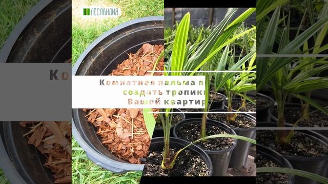 Вашингтония Робуста Алохомас, Семена