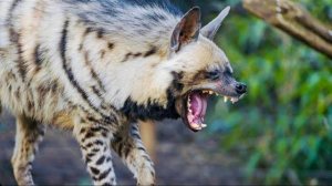 В день ВЛЮБЛЁННЫХ у наших гиен ЛЮБОВЬ, мы ждали этого несколько лет, возможно скоро будут малыши!