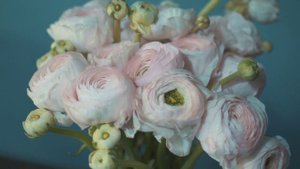 12378825_1920_1080_25fps