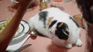 6869516-uhd_4096_2160_25fps