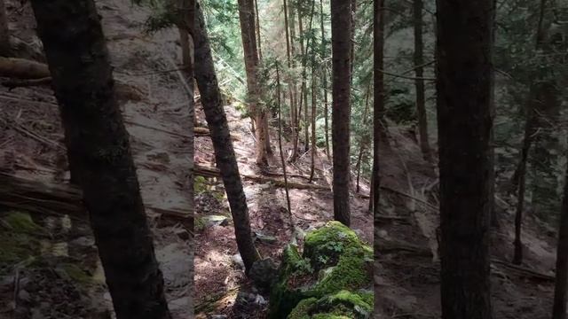 Леса в окрестностях Архыза #архыз #mountains #природа смотреть онлайн