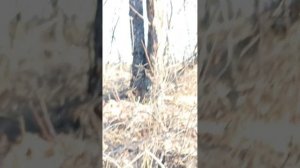 Работайте Братья. Якудза на связи, мне было тяжело снимать на телефон во время боя.