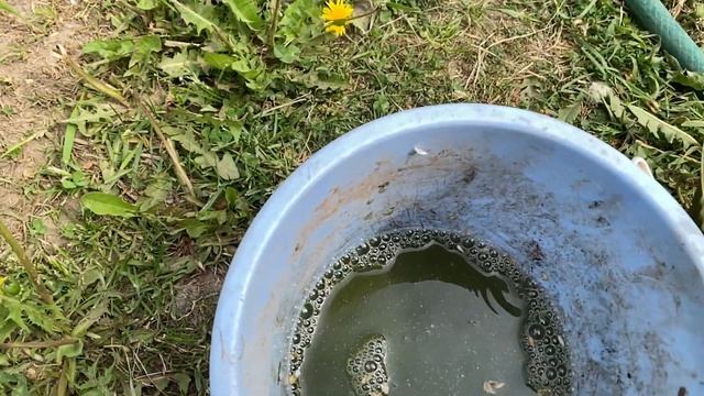 БОЛЬШОЙ урожай ПЕРЦА, что нужно сделать? ПЕРВАЯ ПОДКОРМКА ПЕРЦЕВ! смотреть онлайн