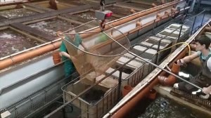 Отгружаем мраморного сома./ We ship of Clarias gariepinus.