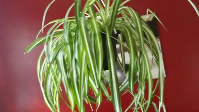 Merlot Mama Minute #8 // Everything you need to know about a Spider Plant смотреть онлайн
