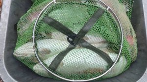 Бешенное форелевое эльдорадо