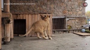 Челябинский царь зверей отмечает день рождения