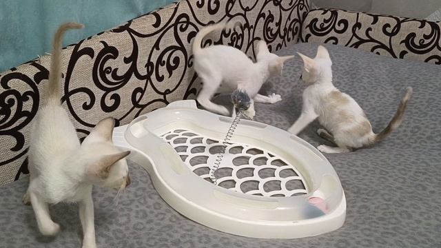 ориентальные котята
