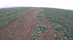 Где искать Зайцев? Охота на зайца с Курцхаарами 2022! Дефф и Алтай.