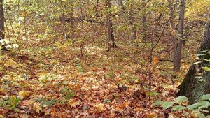 заповедная речка