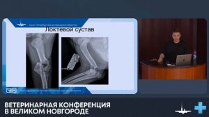 Ортопедический осмотр собак, основы ортопедии.