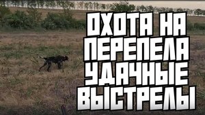 Охота на перепела с легавыми. +18