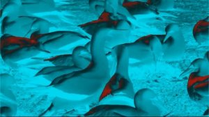 Wildlife Windows 7 Sample Vídeo Effects (AVS Vesion)