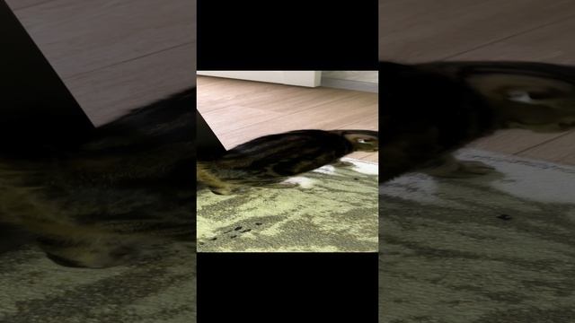 ЧЕССИ🐯КИС-КИС МЯУ