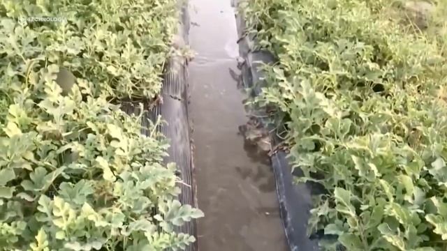 EXCELLENT WATERMELON FARMING AND HARVESTING TECHNOLOGY - HOW TO GROW WATERMELONS